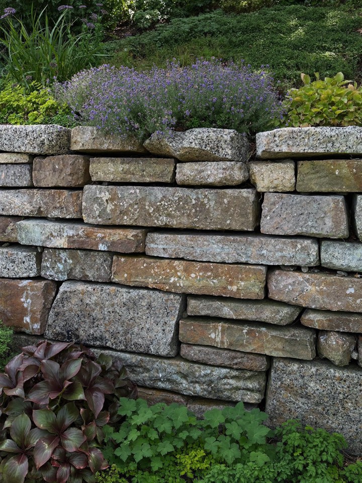 A dry-laid stone retaining wall with lavender spilling over its cap.