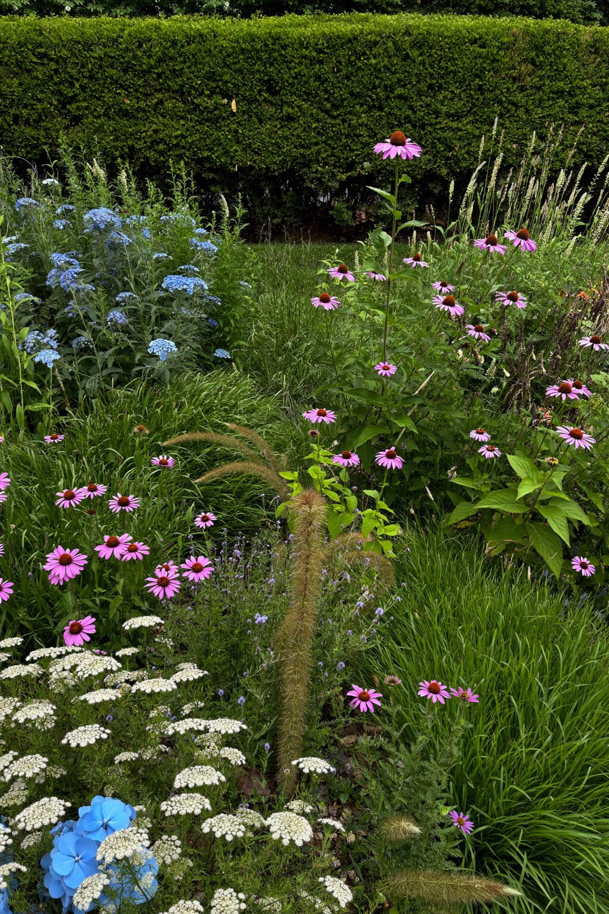 A midsummer perennial border of coneflowers, white flowers, grasses and blue hydrangeas in front of a clipped hedge.