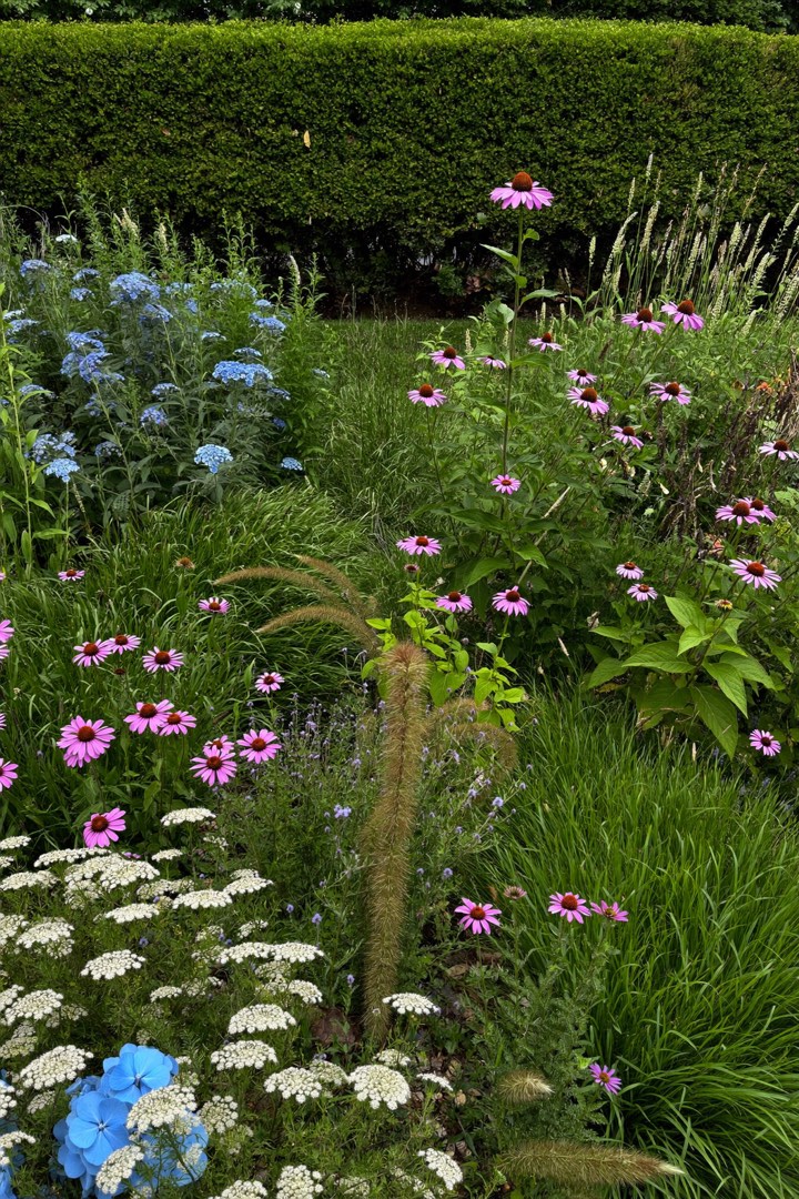 A perennial border of coneflowers, grasses and blue hydrangeas before a clipped hedge.